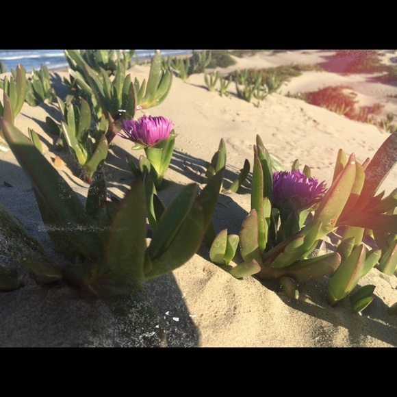 Meet your Posher, Sharai - Picture 1 of 1